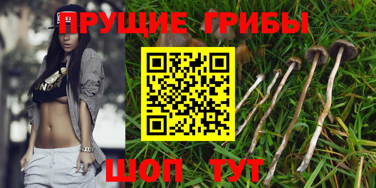 Галлюциногенные грибы GOLDEN TEACHER Октябрьский